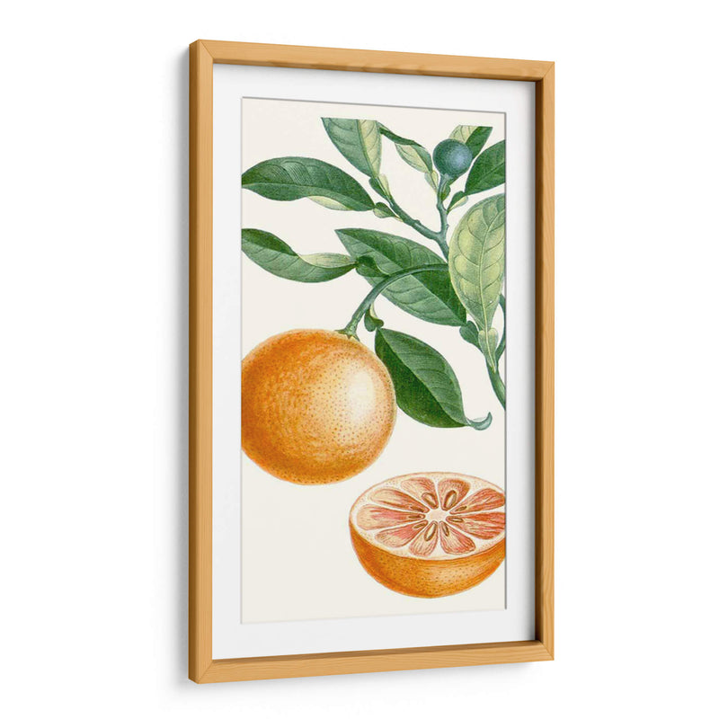 Turpin Fruit Ii - Turpin | Cuadro decorativo de Canvas Lab