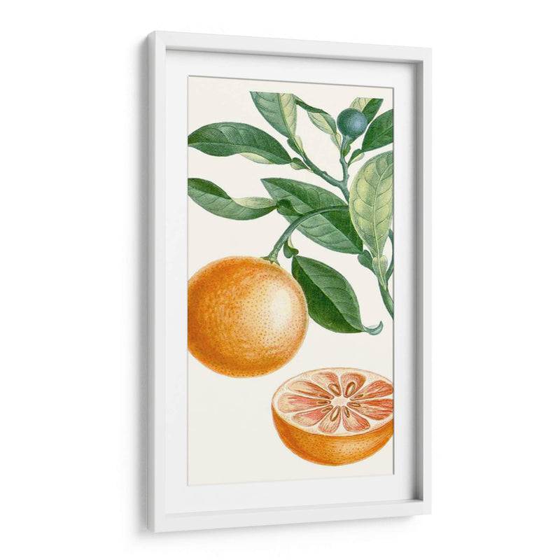 Turpin Fruit Ii - Turpin | Cuadro decorativo de Canvas Lab