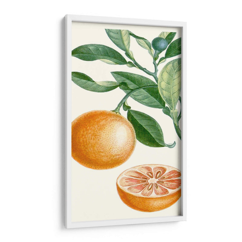 Turpin Fruit Ii - Turpin | Cuadro decorativo de Canvas Lab