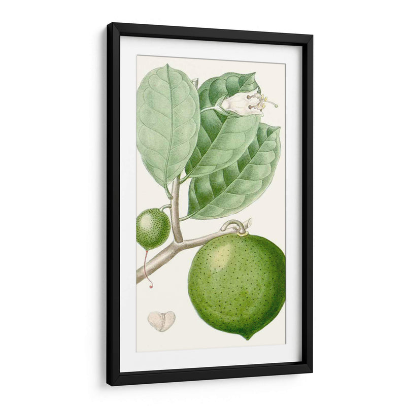 Turpin Fruit Iii - Turpin | Cuadro decorativo de Canvas Lab