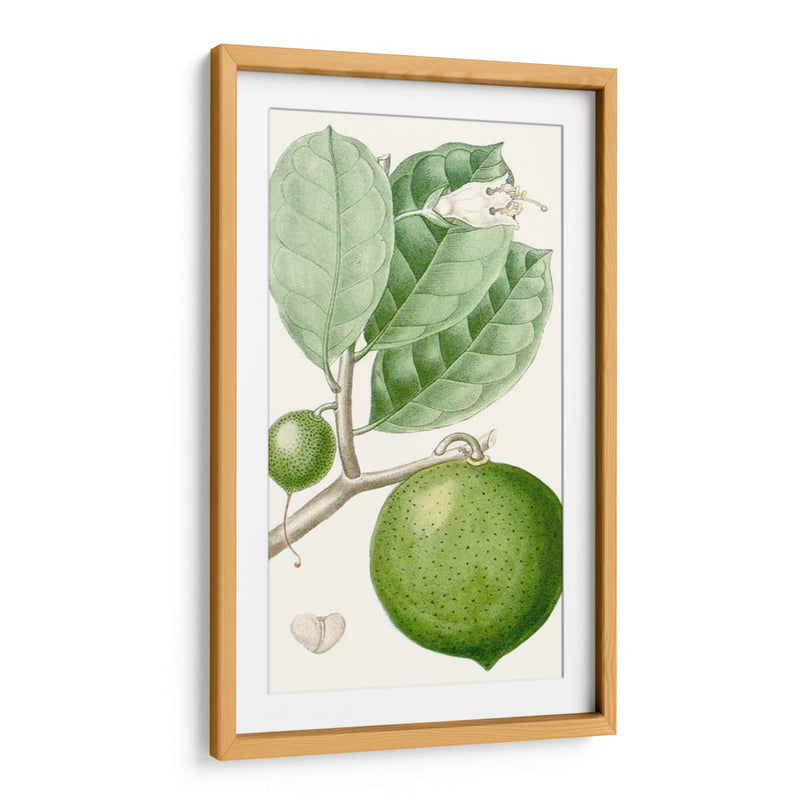 Turpin Fruit Iii - Turpin | Cuadro decorativo de Canvas Lab