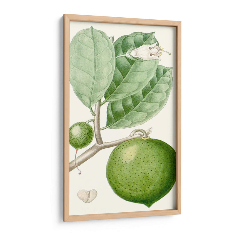 Turpin Fruit Iii - Turpin | Cuadro decorativo de Canvas Lab