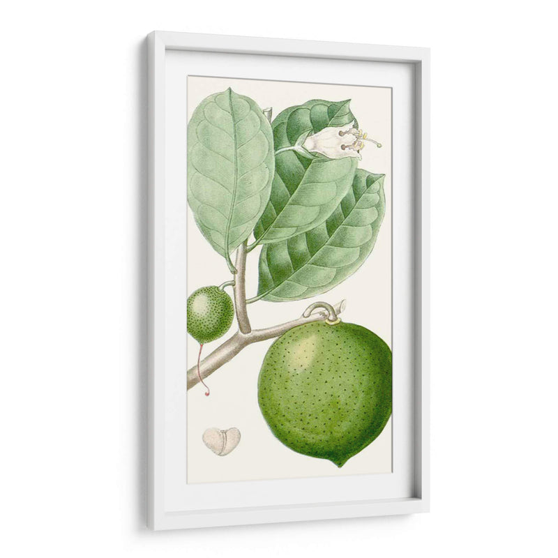 Turpin Fruit Iii - Turpin | Cuadro decorativo de Canvas Lab