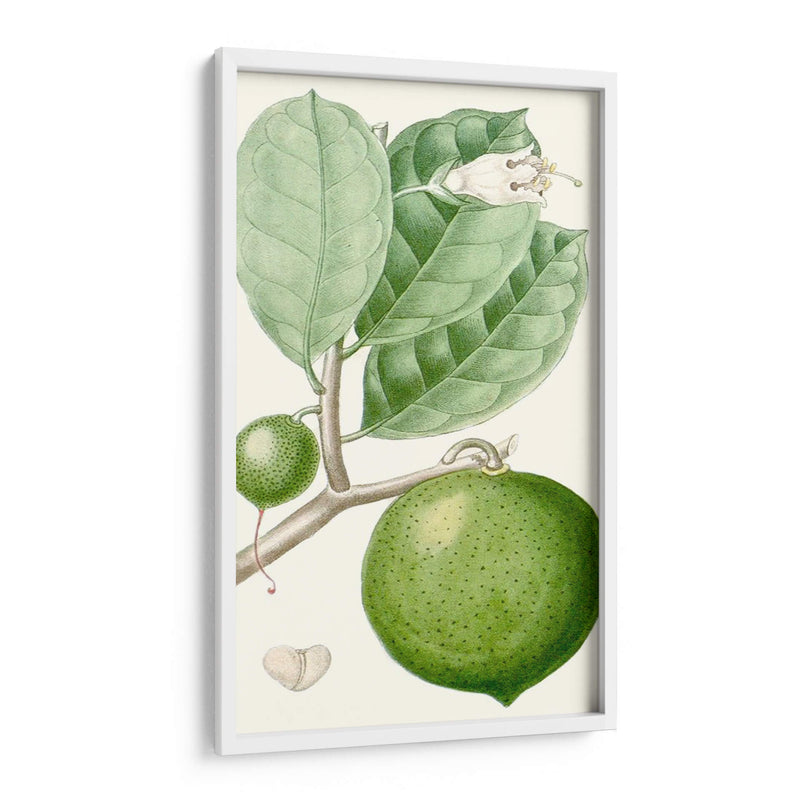 Turpin Fruit Iii - Turpin | Cuadro decorativo de Canvas Lab