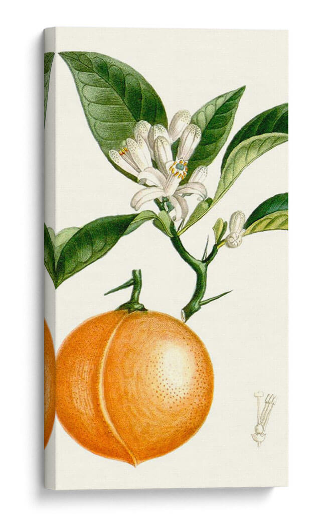 Turpin Fruit Iv - Turpin | Cuadro decorativo de Canvas Lab