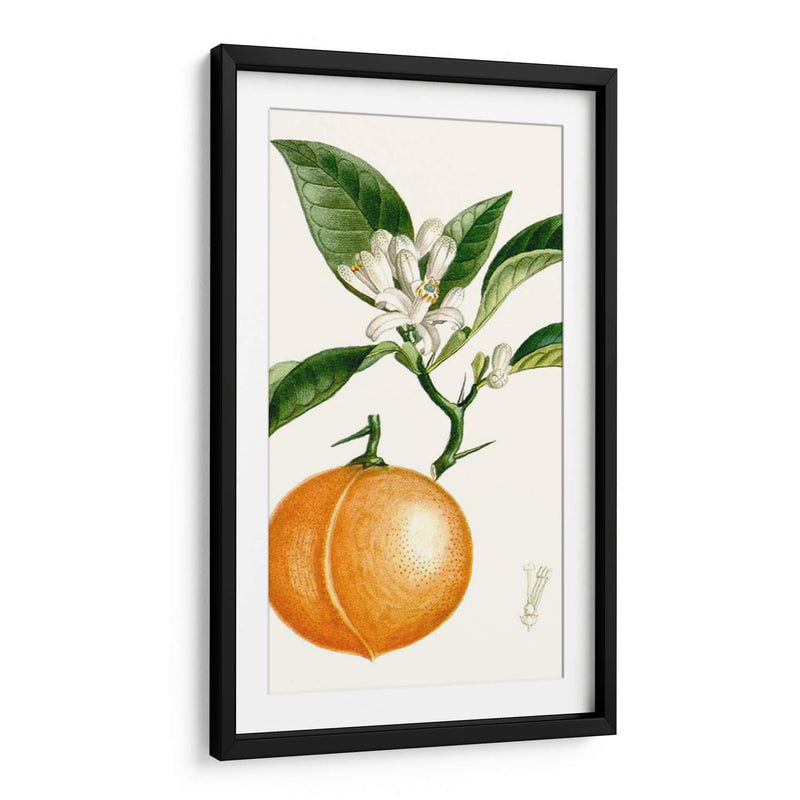 Turpin Fruit Iv - Turpin | Cuadro decorativo de Canvas Lab