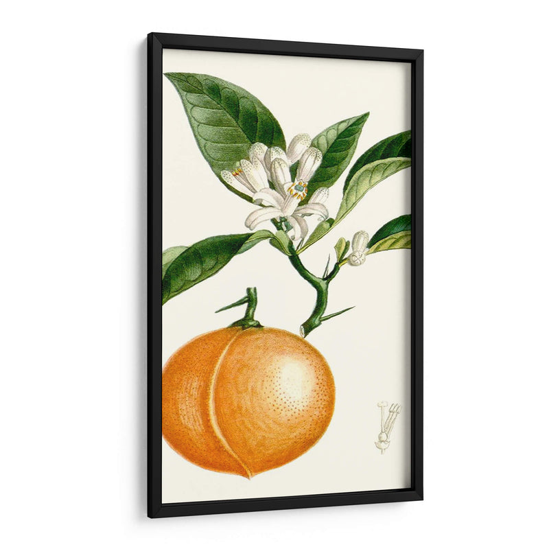 Turpin Fruit Iv - Turpin | Cuadro decorativo de Canvas Lab