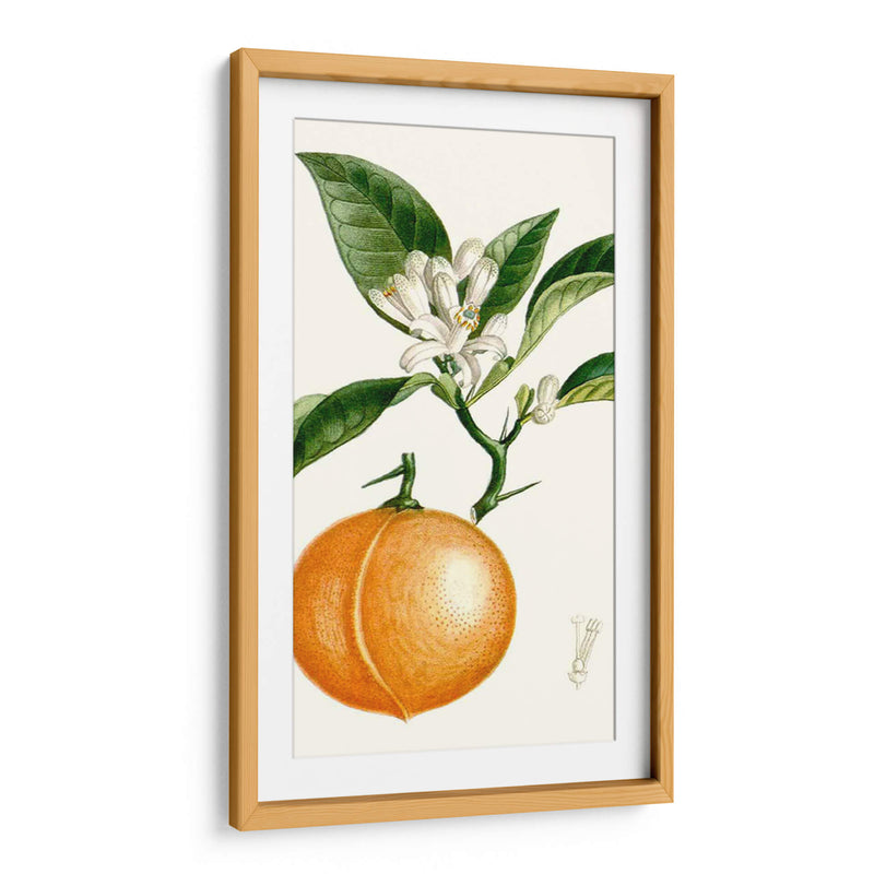 Turpin Fruit Iv - Turpin | Cuadro decorativo de Canvas Lab