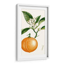 Turpin Fruit Iv - Turpin | Cuadro decorativo de Canvas Lab