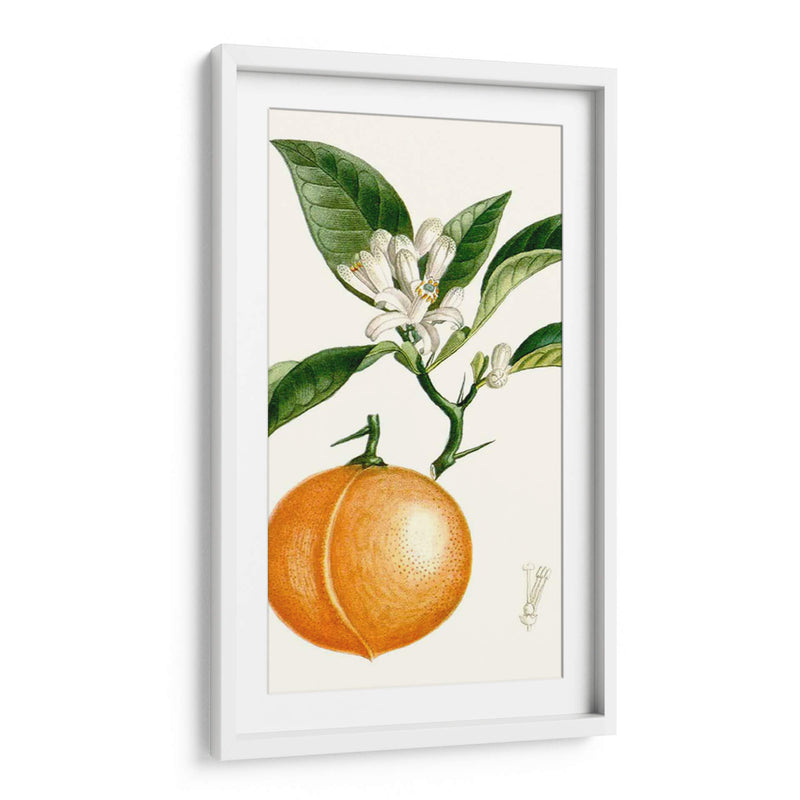 Turpin Fruit Iv - Turpin | Cuadro decorativo de Canvas Lab