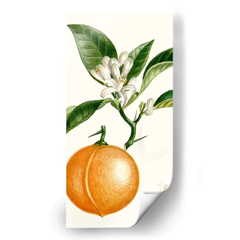 Turpin Fruit Iv - Turpin | Cuadro decorativo de Canvas Lab