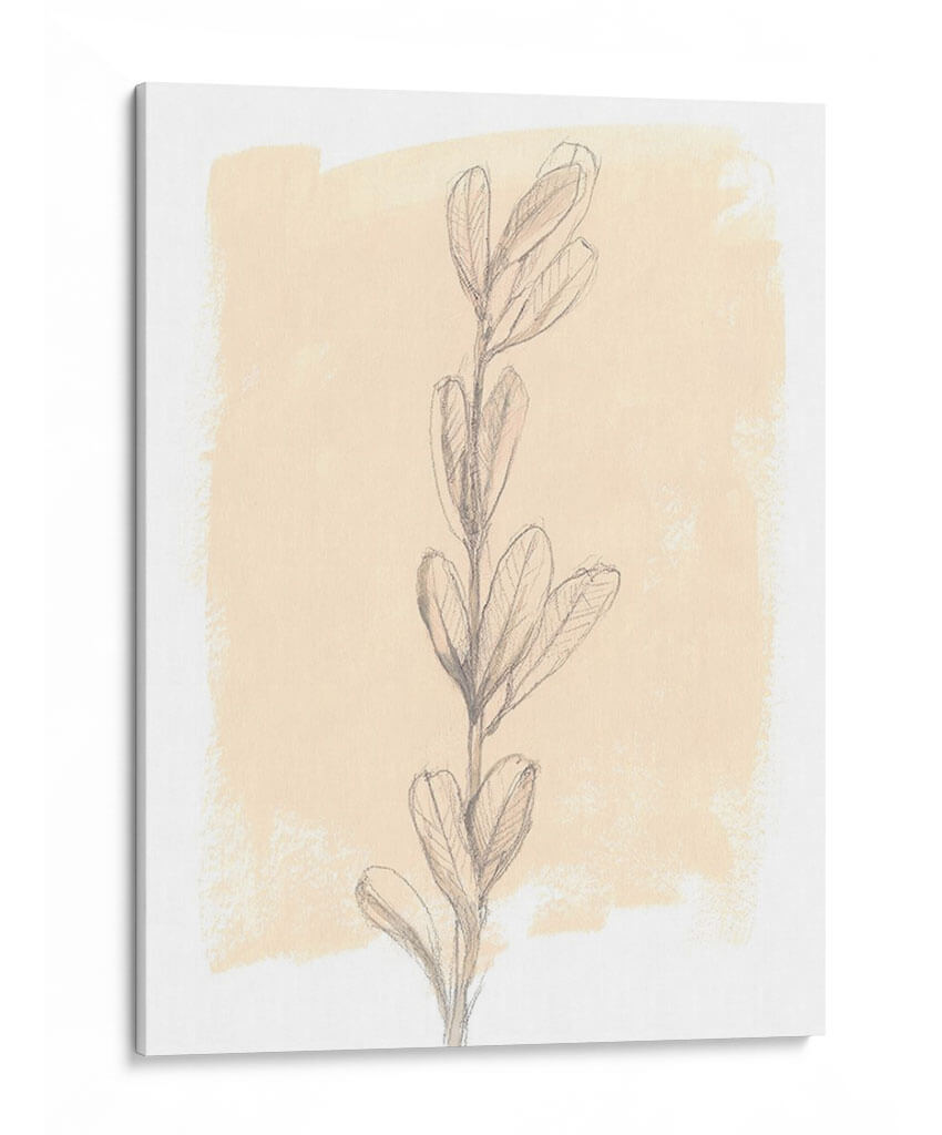 Rama En Blush Ii - Jennifer Goldberger | Cuadro decorativo de Canvas Lab