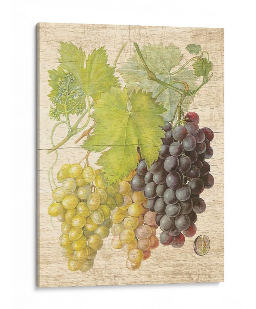 Grapevine I - Nobleworks Inc. | Cuadro decorativo de Canvas Lab