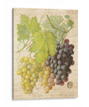 Grapevine I - Nobleworks Inc. | Cuadro decorativo de Canvas Lab