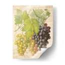 Grapevine I - Nobleworks Inc. | Cuadro decorativo de Canvas Lab