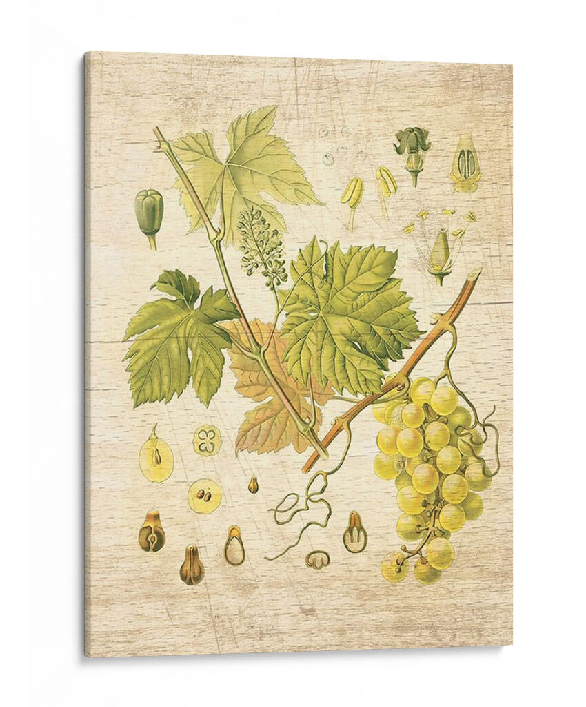 Grapevine Ii - Nobleworks Inc. | Cuadro decorativo de Canvas Lab