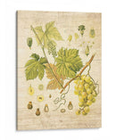 Grapevine Ii - Nobleworks Inc. | Cuadro decorativo de Canvas Lab