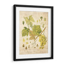 Grapevine Ii - Nobleworks Inc. | Cuadro decorativo de Canvas Lab