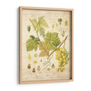 Grapevine Ii - Nobleworks Inc. | Cuadro decorativo de Canvas Lab
