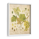Grapevine Ii - Nobleworks Inc. | Cuadro decorativo de Canvas Lab