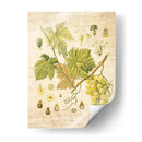 Grapevine Ii - Nobleworks Inc. | Cuadro decorativo de Canvas Lab