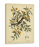 Cates. Black-Capt Flycatch. Pl. T53 - Mark Catesby | Cuadro decorativo de Canvas Lab