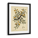 Cates. Black-Capt Flycatch. Pl. T53 - Mark Catesby | Cuadro decorativo de Canvas Lab