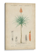 Botanique Tropical Ii - Vision Studio | Cuadro decorativo de Canvas Lab