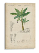 Botanique Tropical Iii - Vision Studio | Cuadro decorativo de Canvas Lab