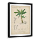 Botanique Tropical Iii - Vision Studio | Cuadro decorativo de Canvas Lab