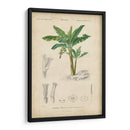 Botanique Tropical Iii - Vision Studio | Cuadro decorativo de Canvas Lab