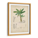 Botanique Tropical Iii - Vision Studio | Cuadro decorativo de Canvas Lab