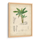 Botanique Tropical Iii - Vision Studio | Cuadro decorativo de Canvas Lab