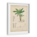 Botanique Tropical Iii - Vision Studio | Cuadro decorativo de Canvas Lab