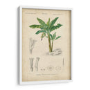 Botanique Tropical Iii - Vision Studio | Cuadro decorativo de Canvas Lab