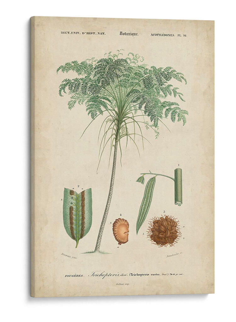 Botanique Tropical Iv - Vision Studio | Cuadro decorativo de Canvas Lab