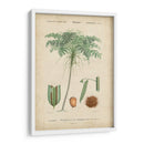 Botanique Tropical Iv - Vision Studio | Cuadro decorativo de Canvas Lab