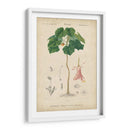 Botanique Tropical V - Vision Studio | Cuadro decorativo de Canvas Lab