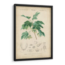 Botanique Tropical Viii - Vision Studio | Cuadro decorativo de Canvas Lab