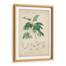 Botanique Tropical Viii - Vision Studio | Cuadro decorativo de Canvas Lab