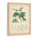 Botanique Tropical Viii - Vision Studio | Cuadro decorativo de Canvas Lab
