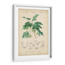 Botanique Tropical Viii - Vision Studio | Cuadro decorativo de Canvas Lab