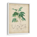 Botanique Tropical Viii - Vision Studio | Cuadro decorativo de Canvas Lab