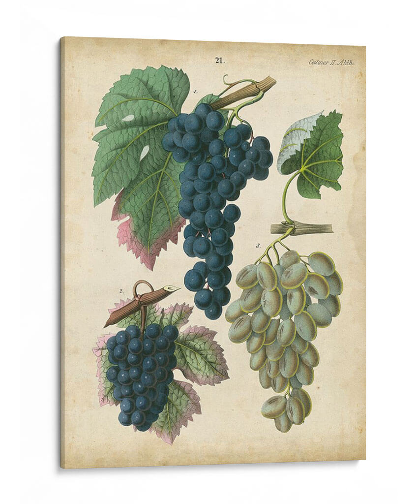 Uvas De Calwer I - Calwer | Cuadro decorativo de Canvas Lab