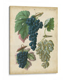 Uvas De Calwer I - Calwer | Cuadro decorativo de Canvas Lab