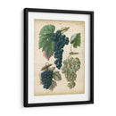 Uvas De Calwer I - Calwer | Cuadro decorativo de Canvas Lab