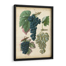 Uvas De Calwer I - Calwer | Cuadro decorativo de Canvas Lab
