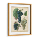 Uvas De Calwer I - Calwer | Cuadro decorativo de Canvas Lab