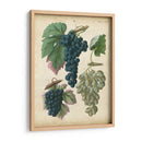 Uvas De Calwer I - Calwer | Cuadro decorativo de Canvas Lab