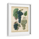 Uvas De Calwer I - Calwer | Cuadro decorativo de Canvas Lab